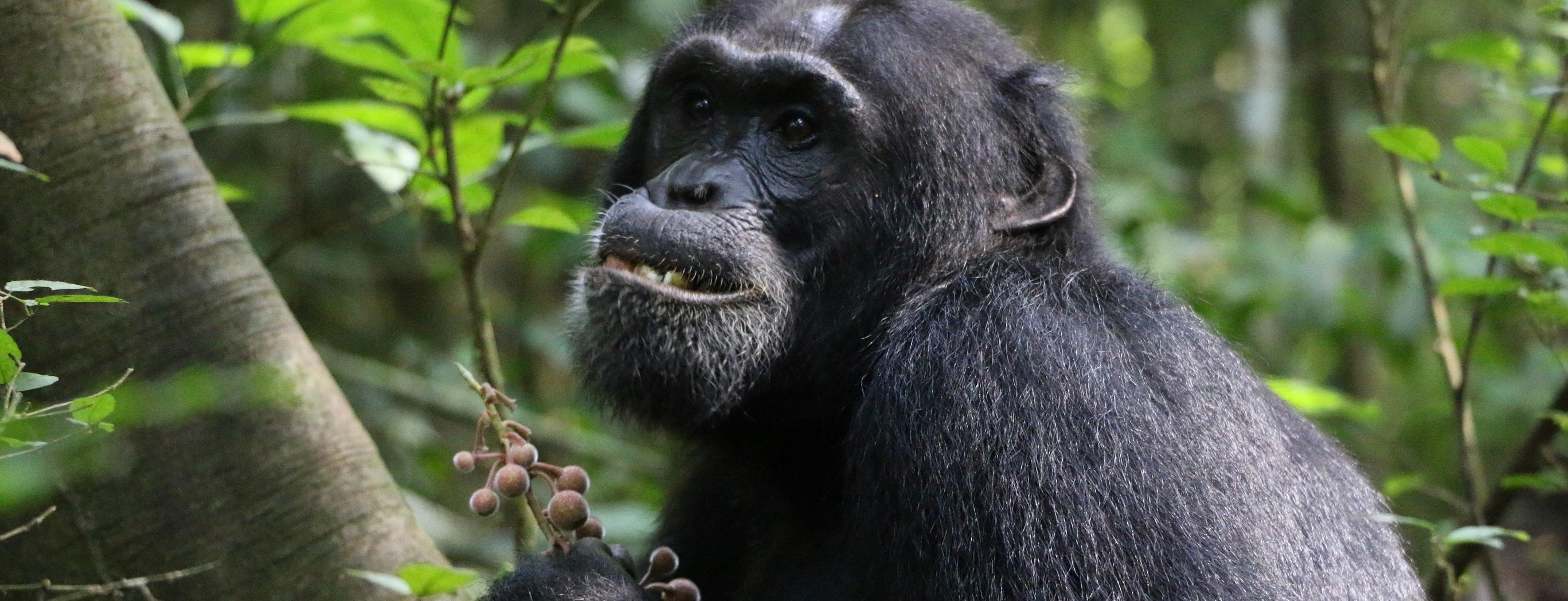 Chimpanzee 1 banner chimpanzee sitting in tree eating brown fruit
